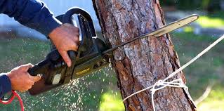 Why Choose Our Tree Removal Services in Bull Run, VA?